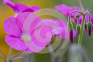 Bowie`s wood-sorrel Oxalis bowiei Amarantha flower close-up photo